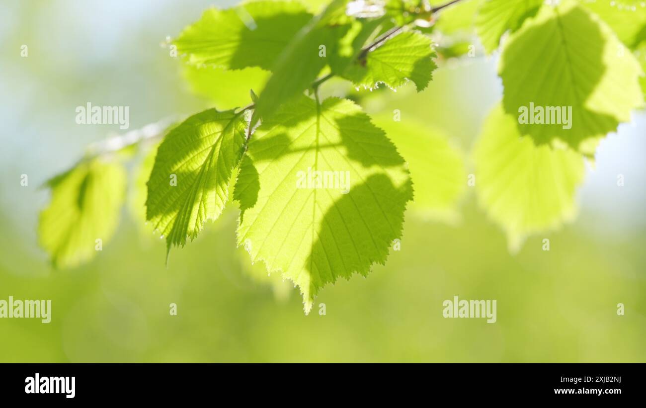 Slow motion. Green linden leaves lit by the sun on a summer day Stock ...