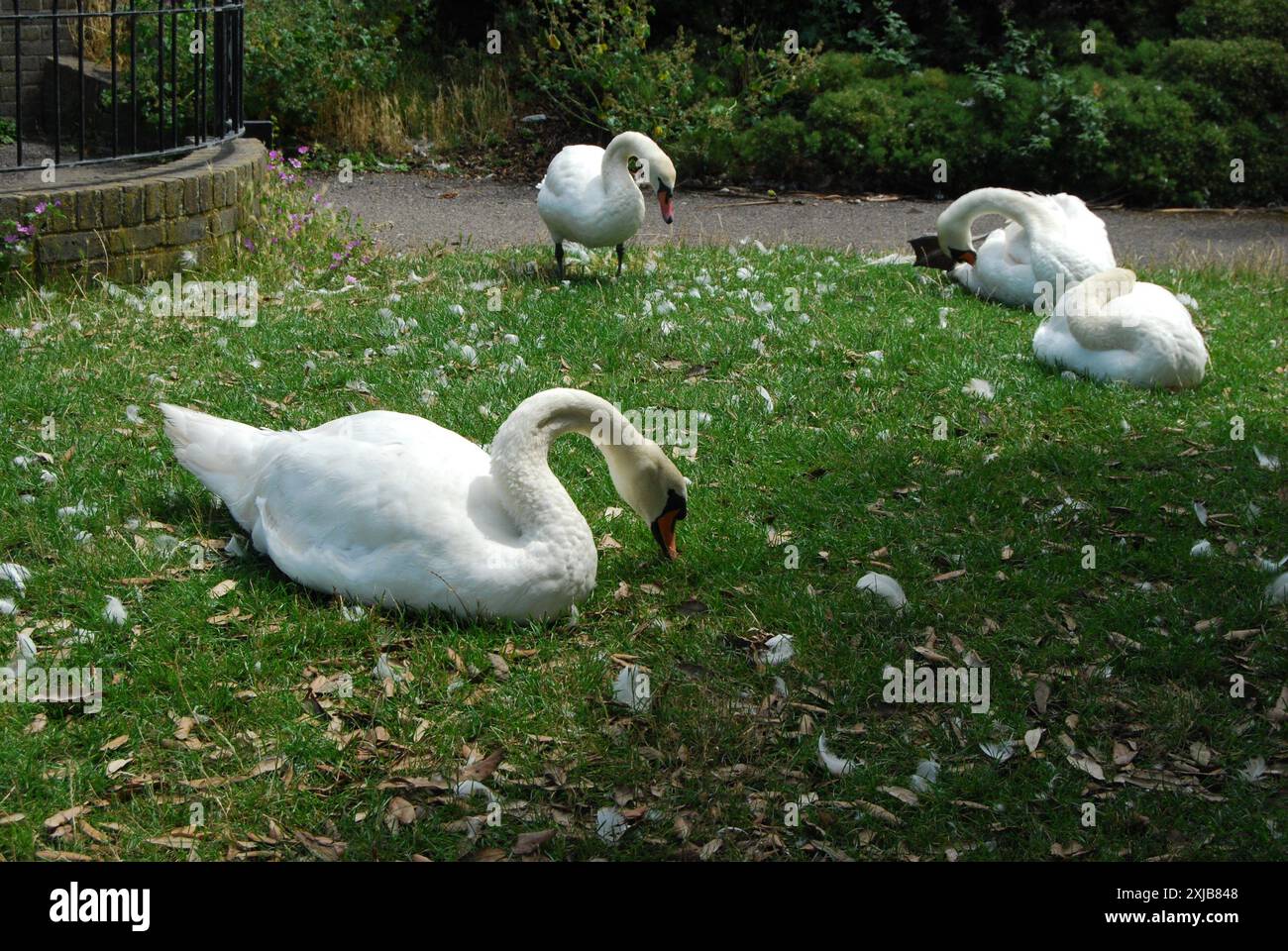 Sleepy swans preening themselves in the shade of a tree by the pond or lake, summertime, UK Stock Photo
