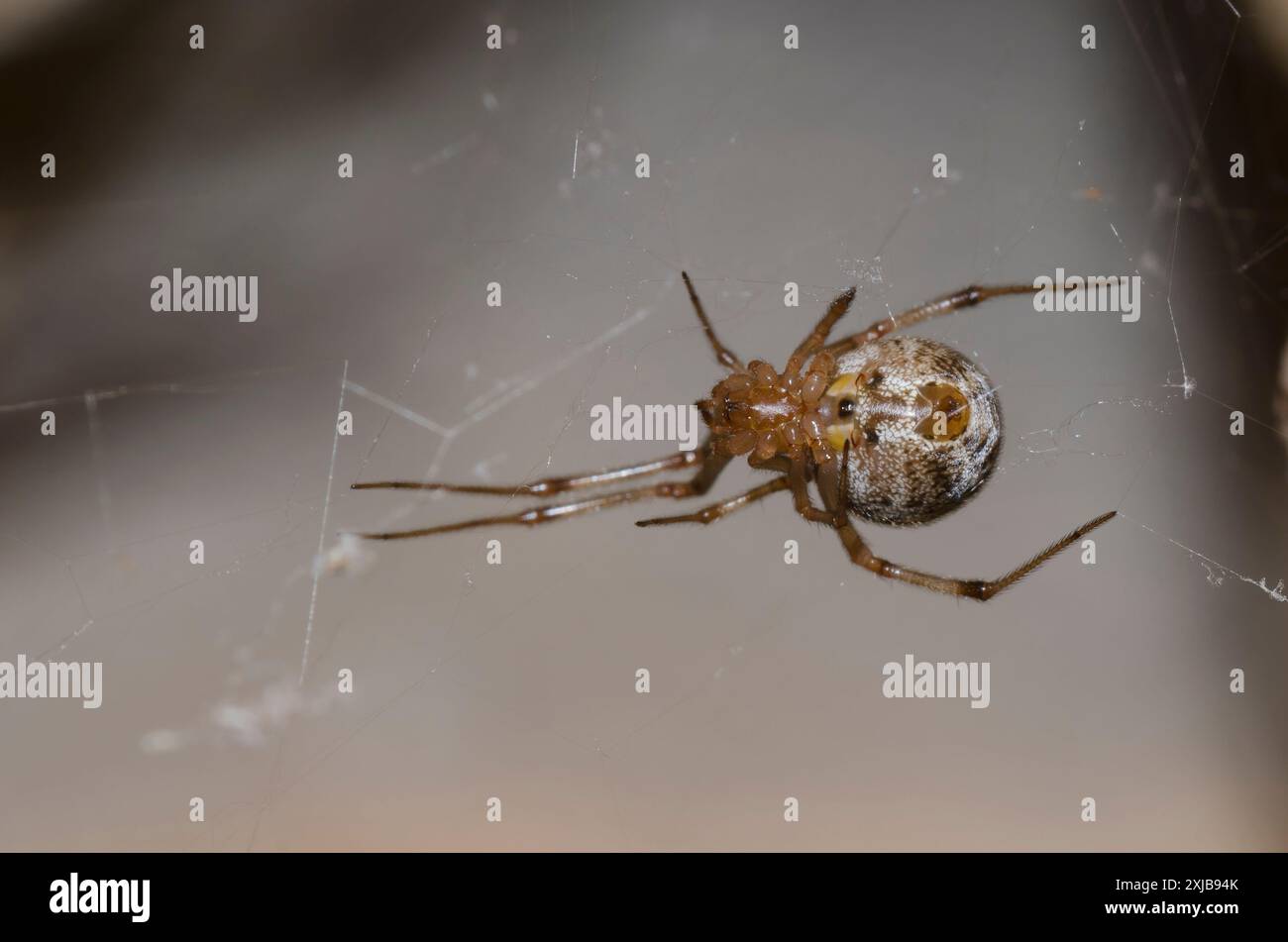 Common House Spider, Parasteatoda tepidariorum, female Stock Photo - Alamy