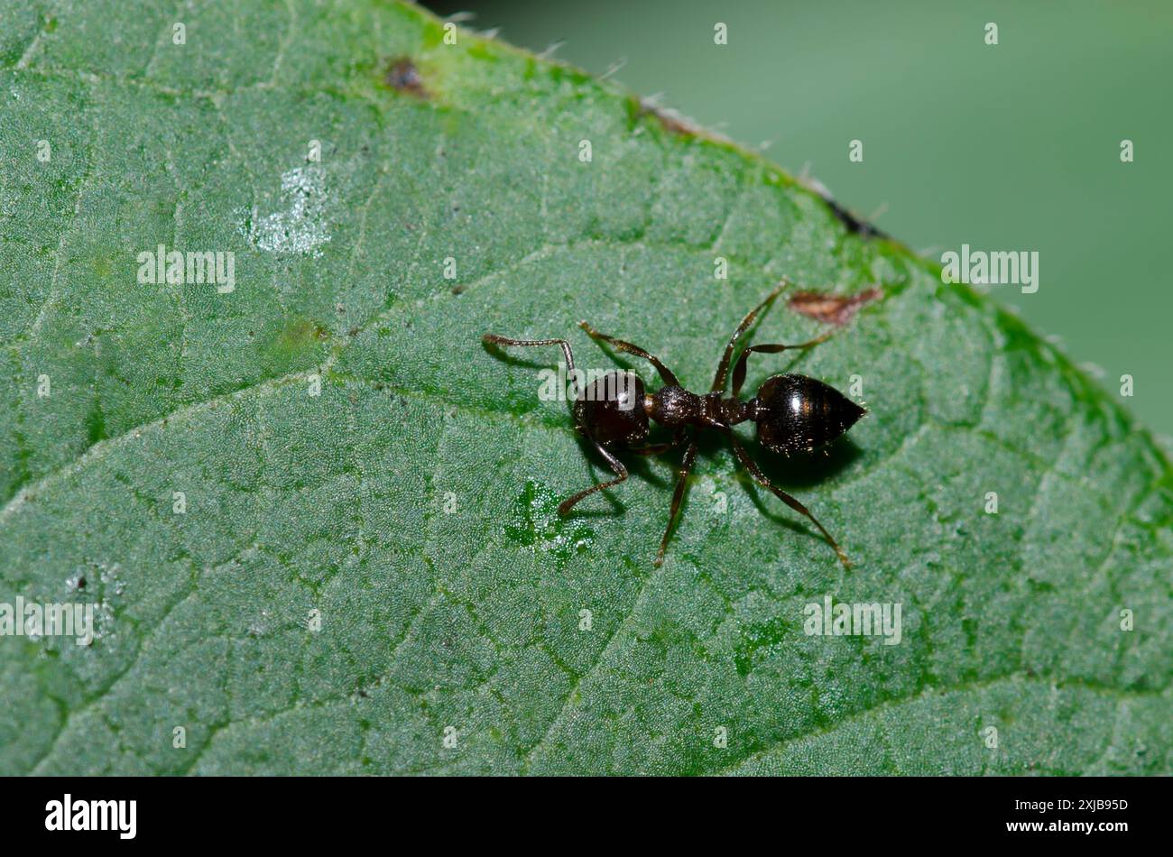 Acrobat Ant, Crematogaster sp. Stock Photo