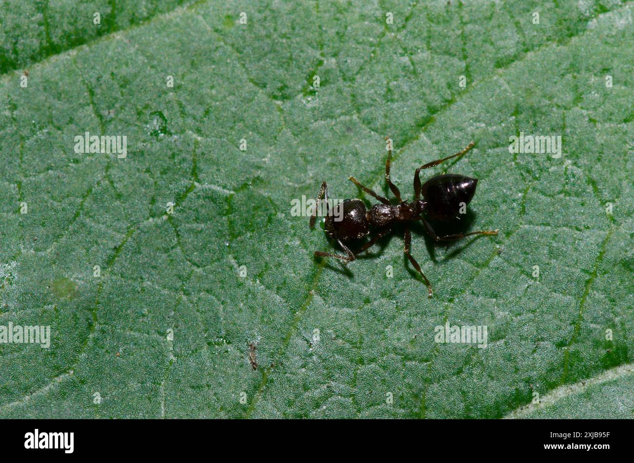 Acrobat Ant, Crematogaster sp. Stock Photo