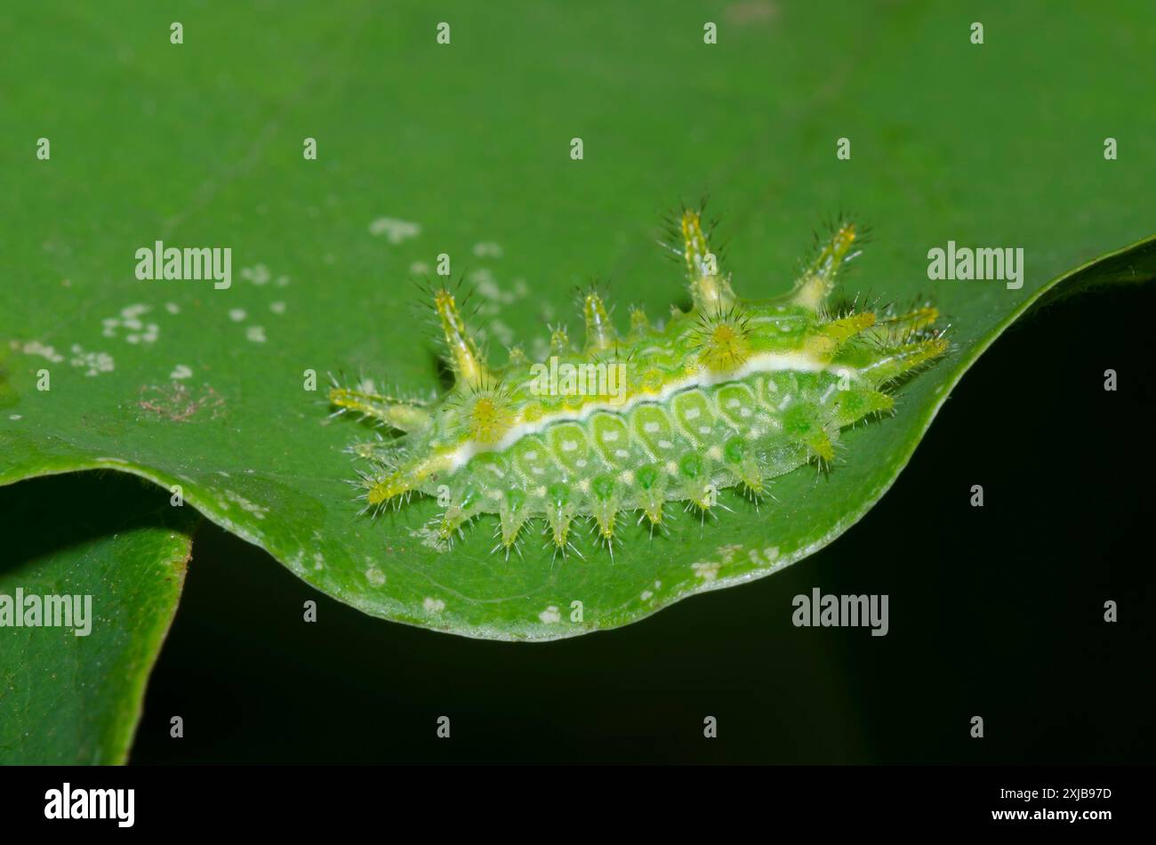 Dangerous stinging caterpillar hi-res stock photography and images - Alamy