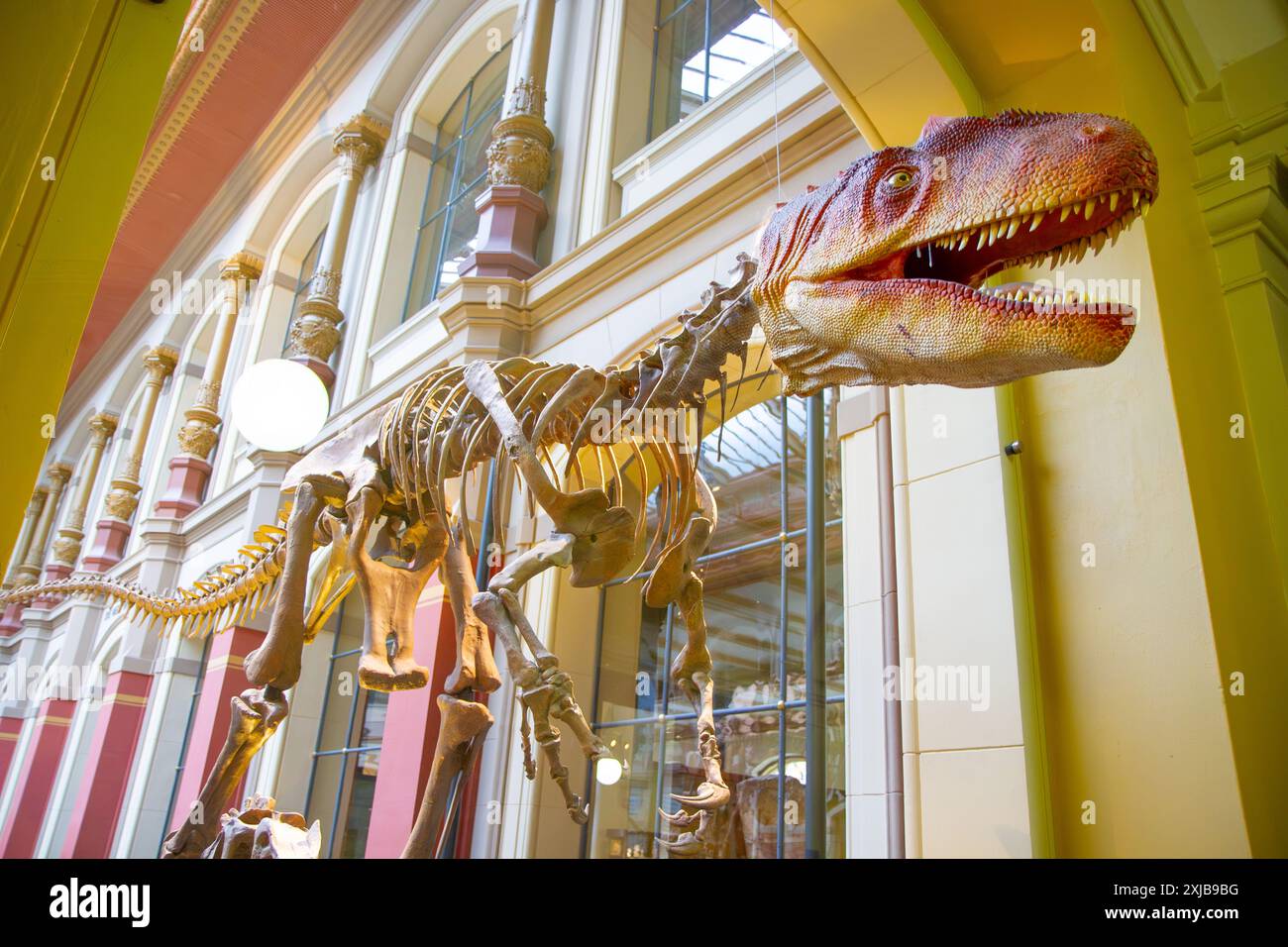 Allosaurus Display Natural History Museum Berlin Germany Stock Photo Allosaurus Display Natural History Museum Berlin Germany Stock Photo