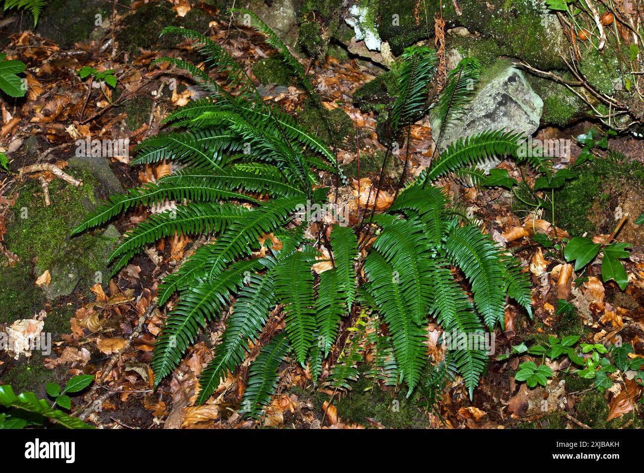 Struthiopteris spicant (hard fern) is native to Eurasia, North America ...