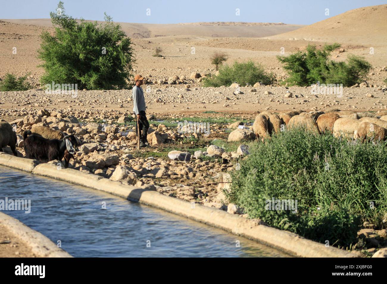 A Jewish settler grazes his sheep next to the Auja River canal near the city of Jericho in the northern Jordan Valley. Stock Photo