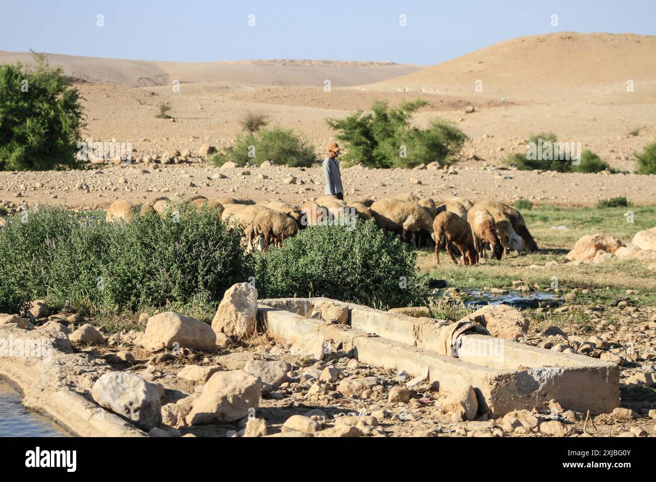 Jordan Valley, West Bank, Palestine. 17th July, 2024. A Jewish settler grazes his sheep next to the Auja River canal near the city of Jericho in the northern Jordan Valley. (Credit Image: © Nasser Ishtayeh/SOPA Images via ZUMA Press Wire) EDITORIAL USAGE ONLY! Not for Commercial USAGE! Stock Photo