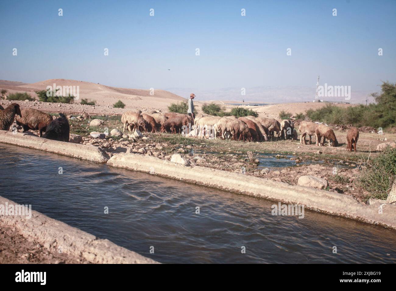 Jordan Valley, West Bank, Palestine. 17th July, 2024. A Jewish settler grazes his sheep next to the Auja River canal near the city of Jericho in the northern Jordan Valley. (Credit Image: © Nasser Ishtayeh/SOPA Images via ZUMA Press Wire) EDITORIAL USAGE ONLY! Not for Commercial USAGE! Stock Photo