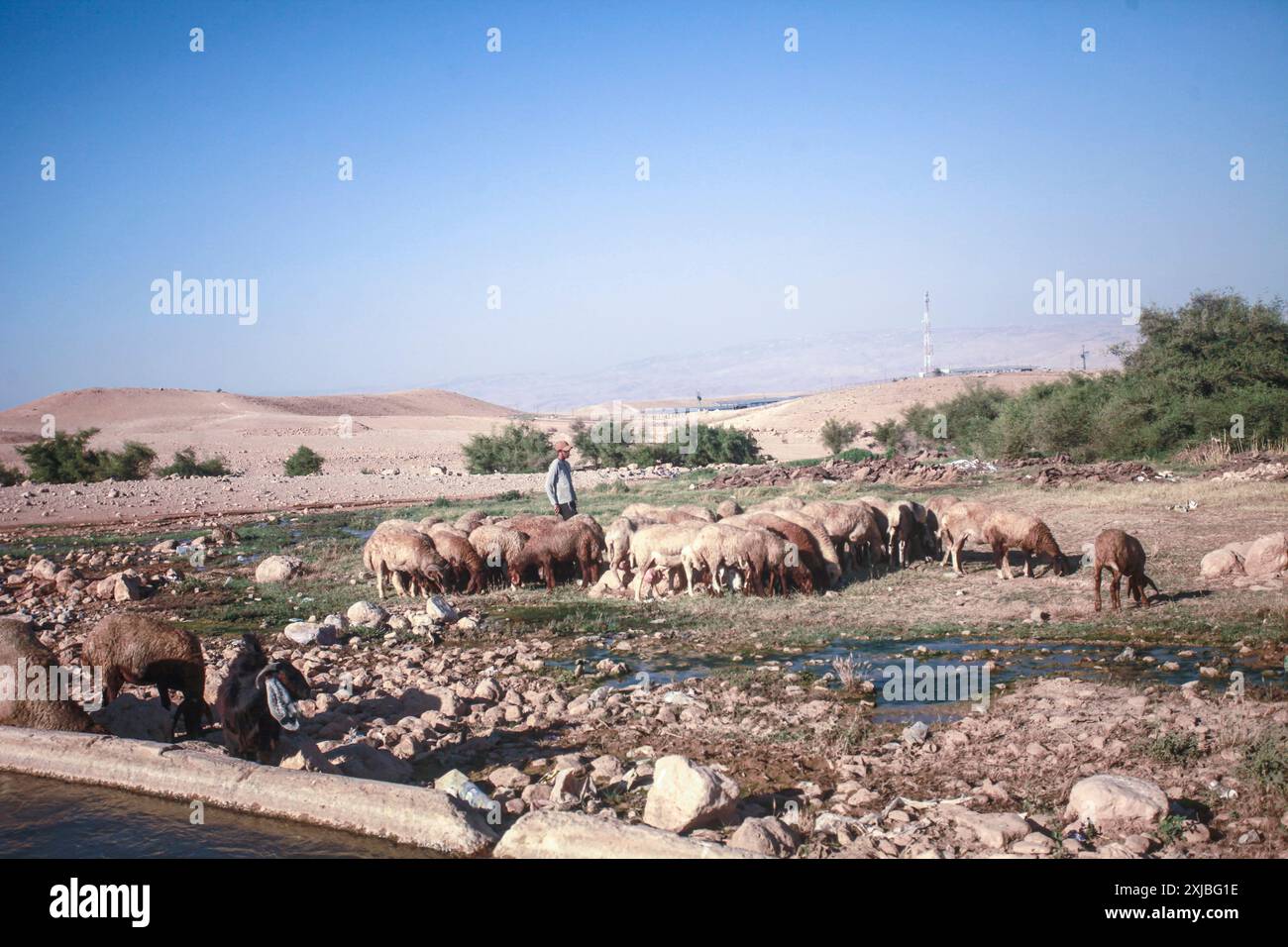 Jordan Valley, West Bank, Palestine. 17th July, 2024. A Jewish settler grazes his sheep next to the Auja River canal near the city of Jericho in the northern Jordan Valley. (Credit Image: © Nasser Ishtayeh/SOPA Images via ZUMA Press Wire) EDITORIAL USAGE ONLY! Not for Commercial USAGE! Stock Photo