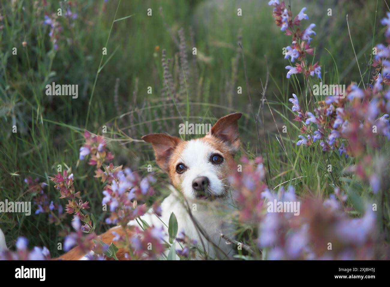 Beautiful view of Tall Grass In Dog S Stomach