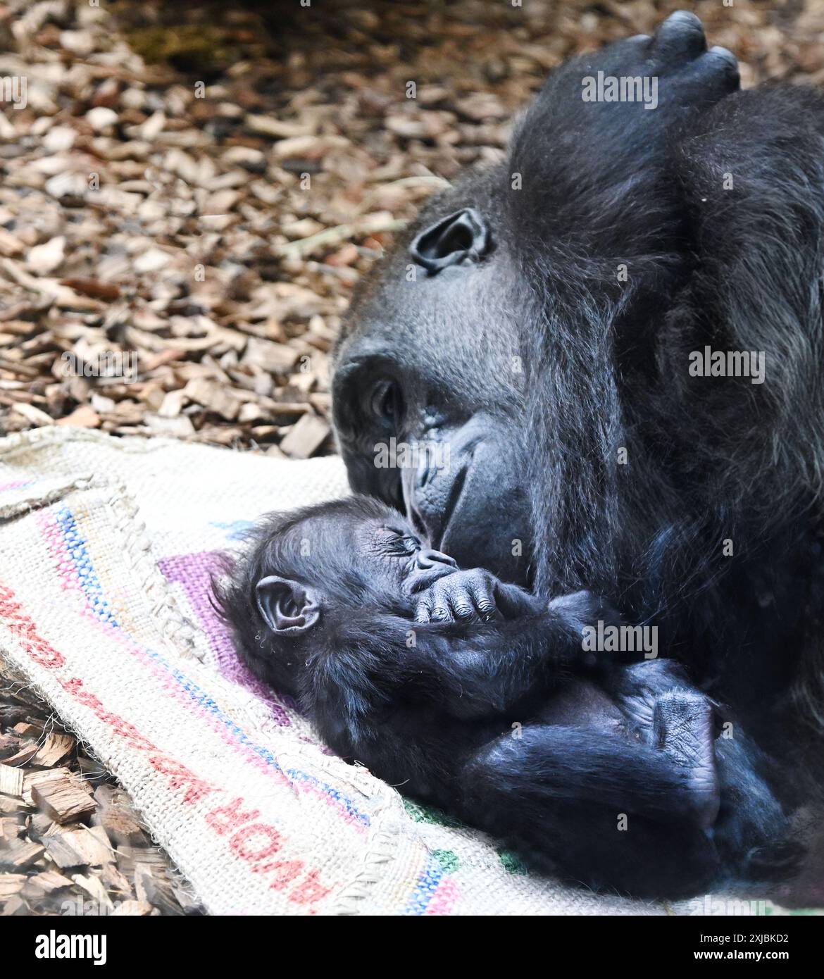 Animalkingness Hi res Stock Photography And Images Alamy animalkingness-hi-res-stock-photography-and-images-alamy