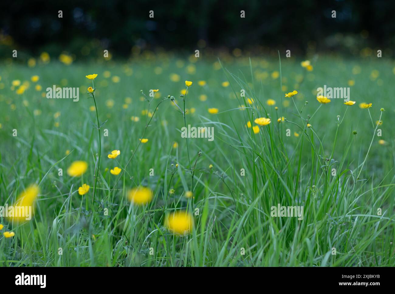 A closeup picture of meadow with yellow flowers in the summer sun. Stock Photo