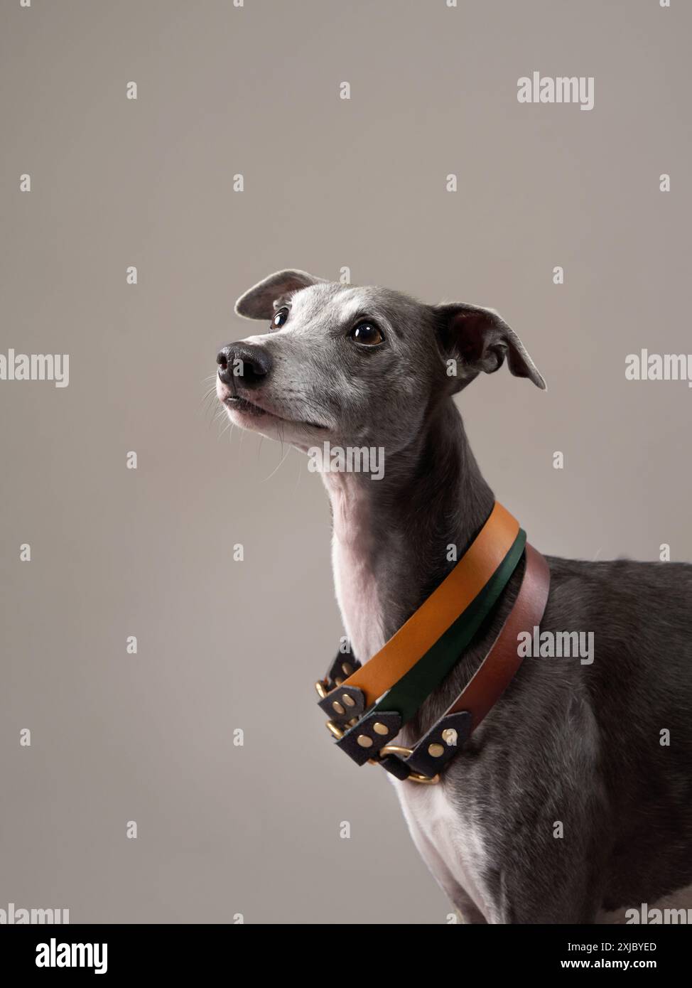 A poised Greyhound dog with a studded collar looks upward. Pet in studio Stock Photo