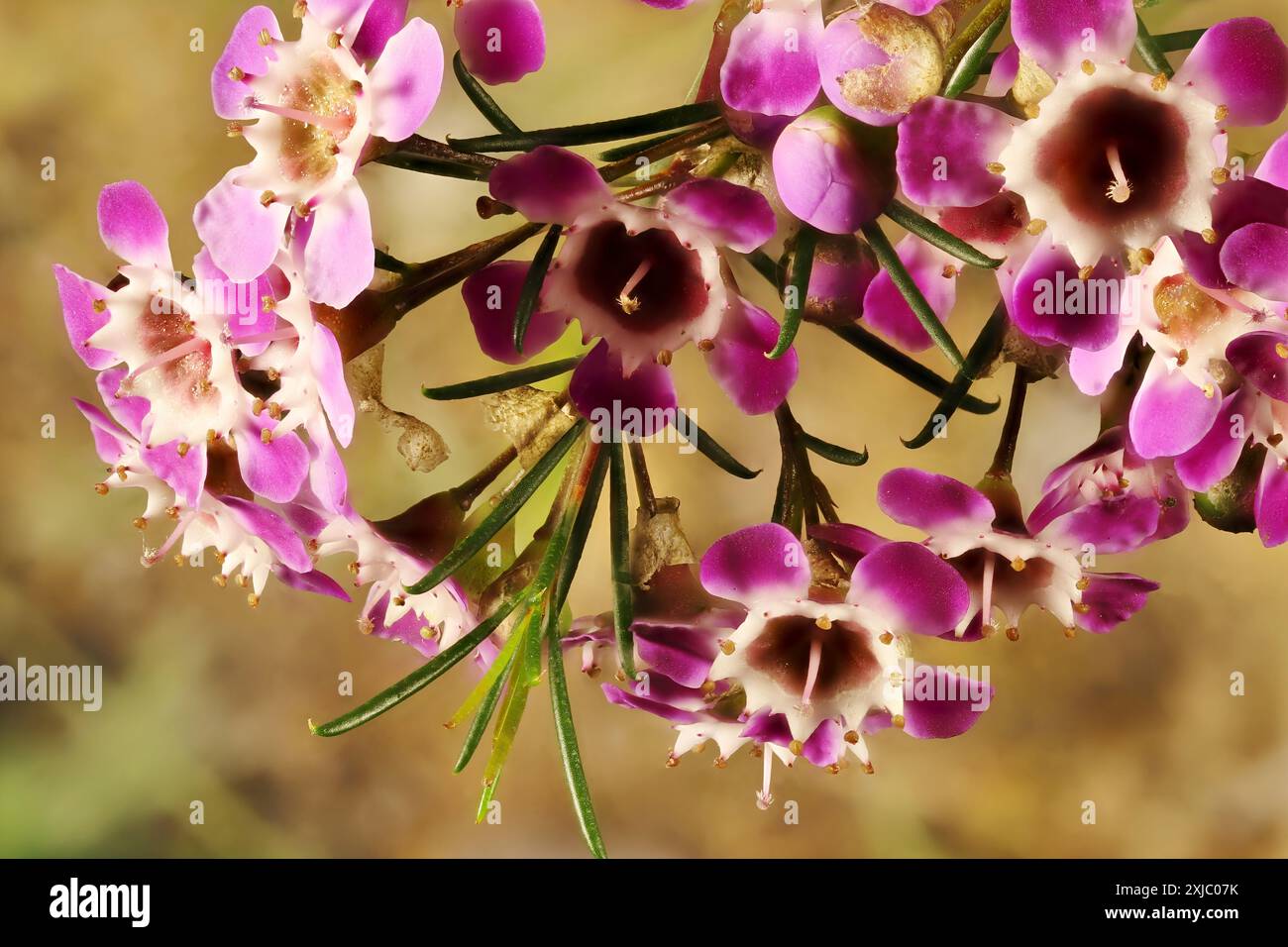 Close up of Geraldton Wax (Chamaelaucium uncinatum) flowers on stem. Australian native plant. Stock Photo