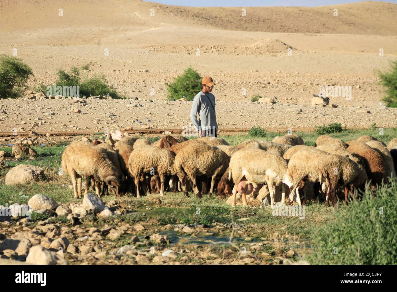 Jordan Valley, Palestine. 17th July, 2024. A Jewish settler grazes his sheep next to the Auja River canal near the city of Jericho in the northern Jordan Valley. (Photo by Nasser Ishtayeh/SOPA Images/Sipa USA) Credit: Sipa USA/Alamy Live News Stock Photo