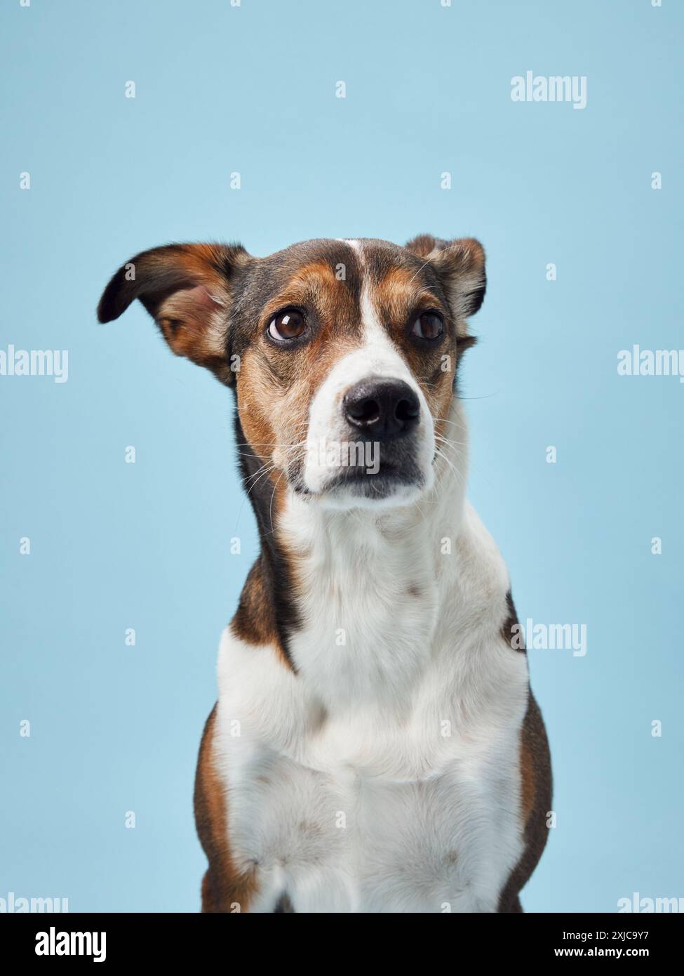 Curious Dog in Studio Gaze, Portrait Against Blue. A mixed breed dog looks intently, ears perked, in a studio setting Stock Photo