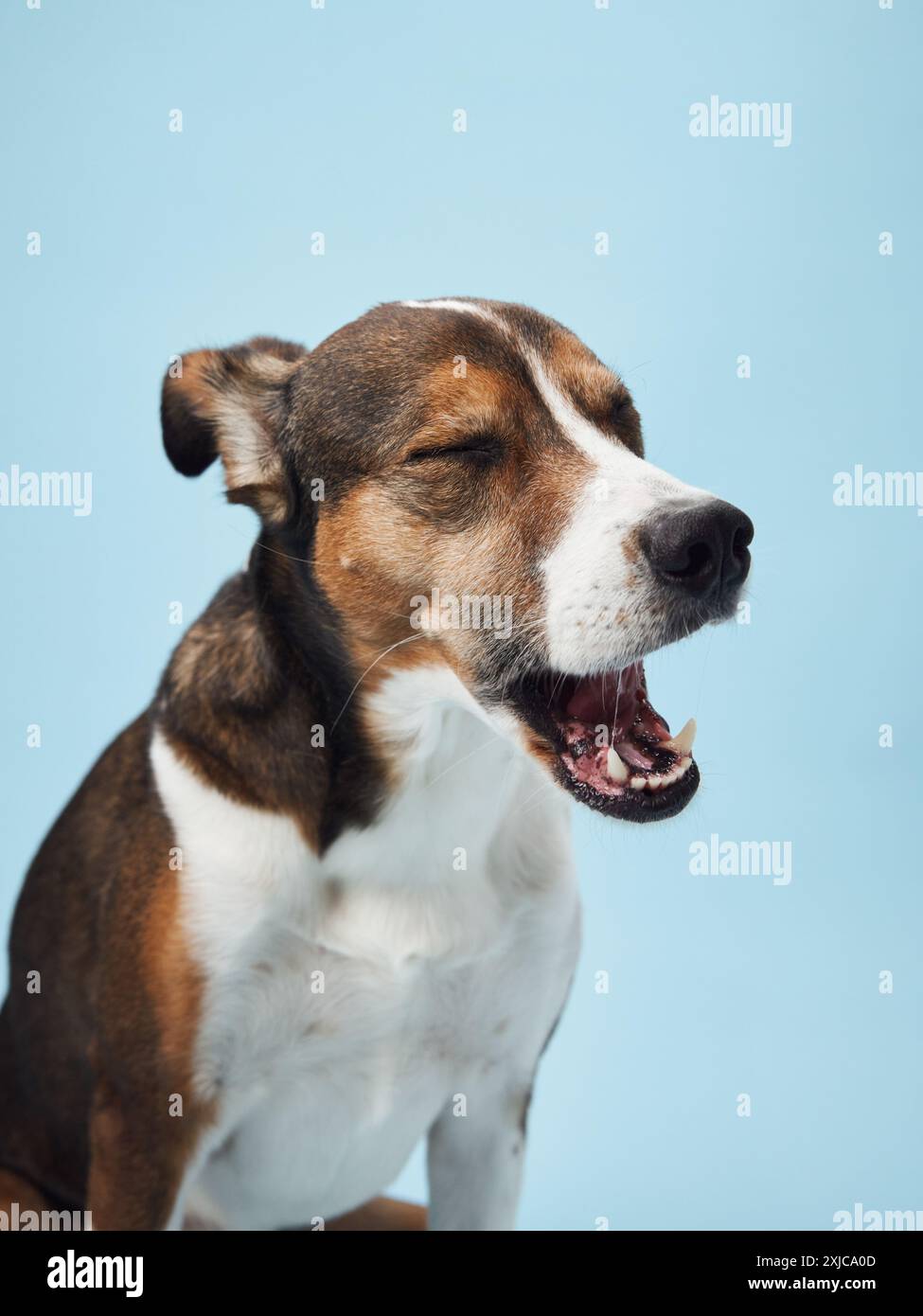 Curious Dog in Studio Gaze, Portrait Against Blue. A mixed breed dog looks intently, ears perked, in a studio setting Stock Photo