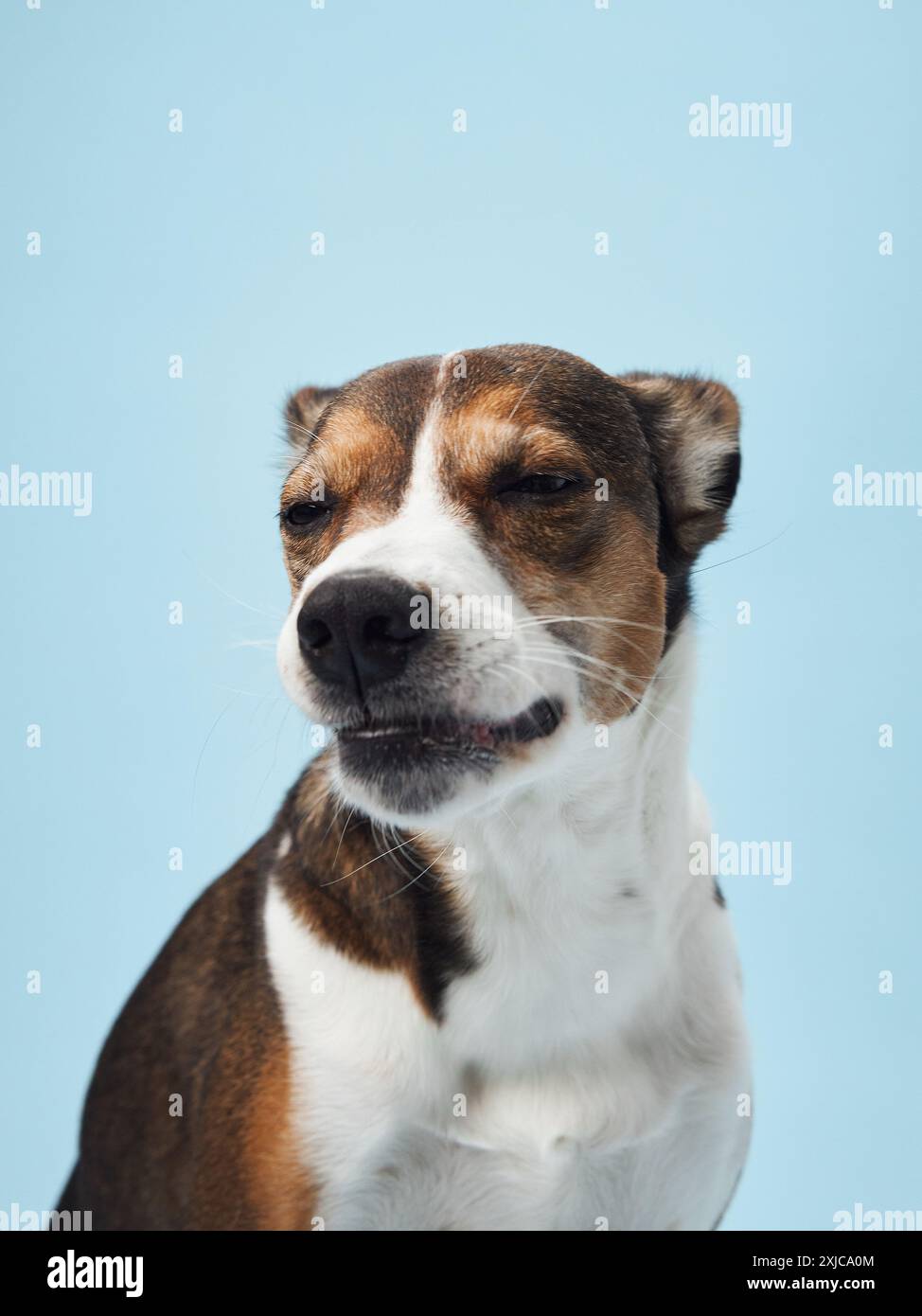 Curious Dog in Studio Gaze, Portrait Against Blue. A mixed breed dog looks intently, ears perked, in a studio setting Stock Photo