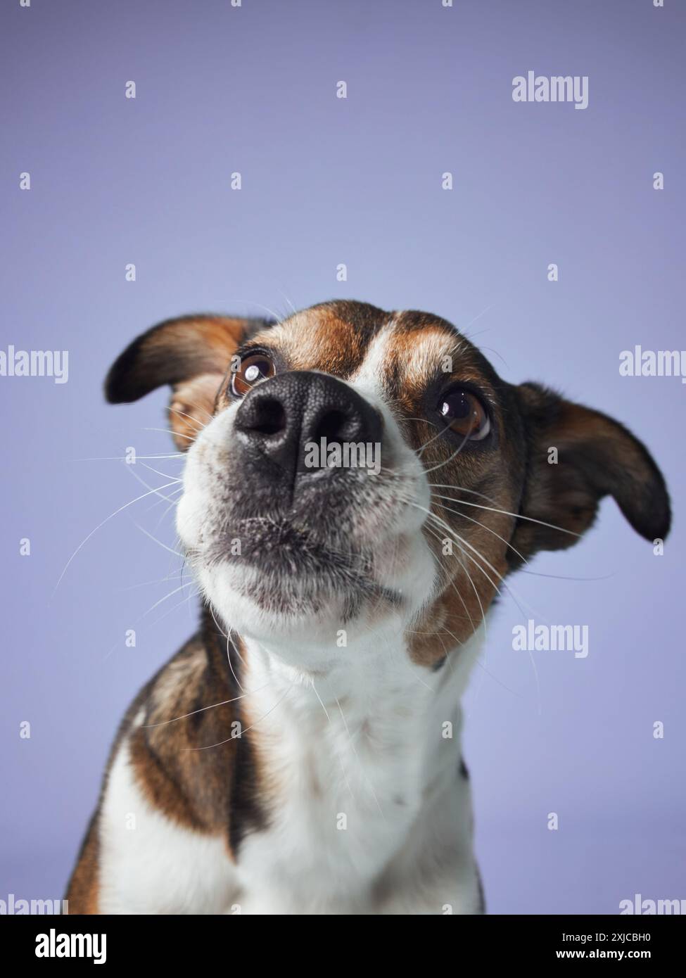 Curious Dog in Studio Gaze, Portrait Against Blue. A mixed breed dog looks intently, ears perked, in a studio setting Stock Photo