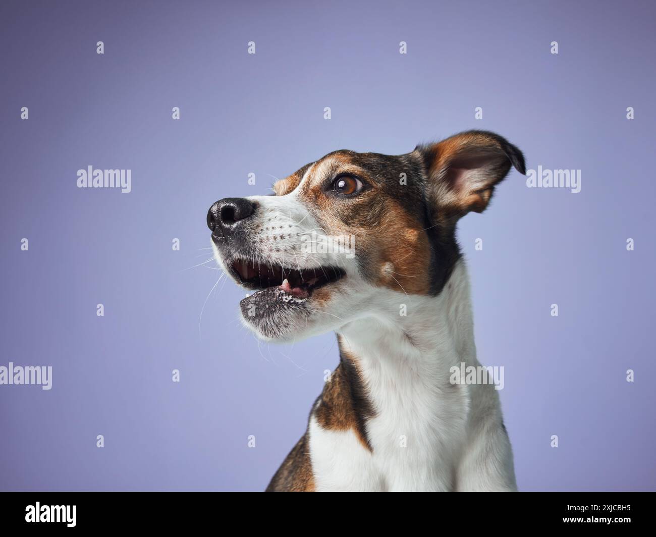Curious Dog in Studio Gaze, Portrait Against Blue. A mixed breed dog looks intently, ears perked, in a studio setting Stock Photo