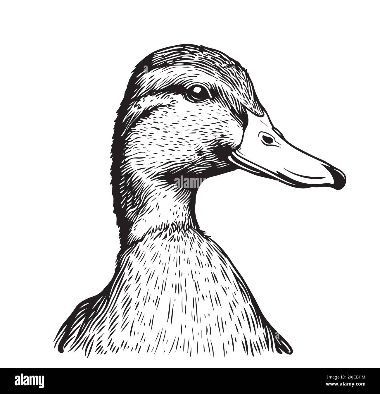 Duck head sketch painted vector illustration Bird hunting Stock Vector