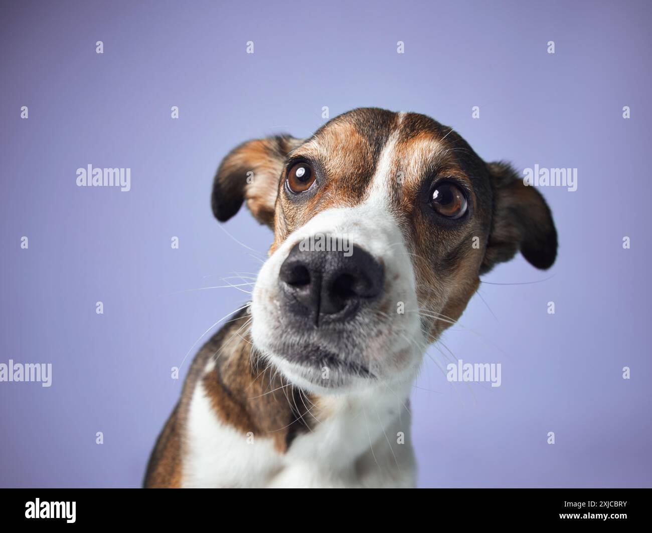 Curious Dog in Studio Gaze, Portrait Against Blue. A mixed breed dog looks intently, ears perked, in a studio setting Stock Photo
