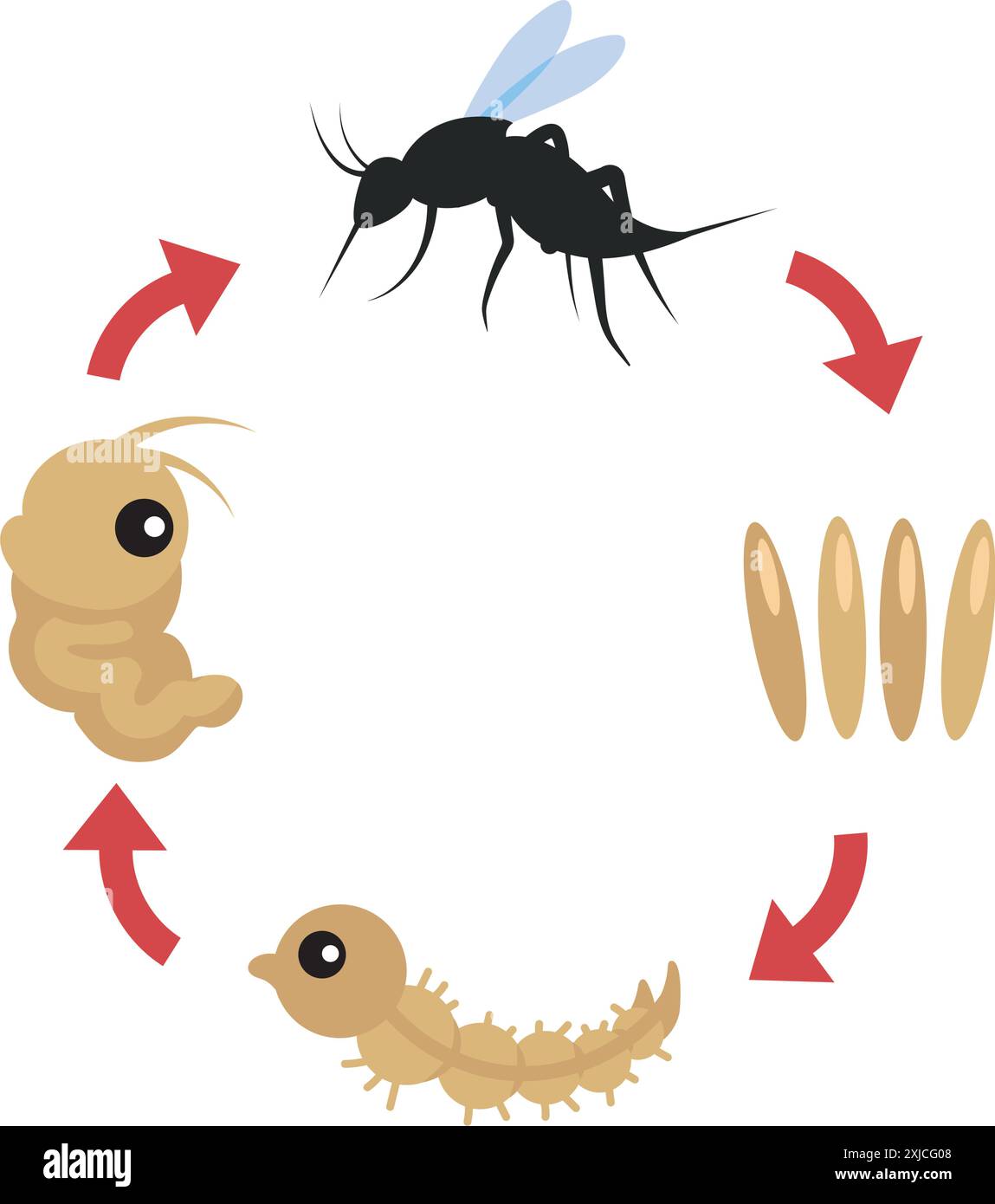 mosquito life cycle development and reproduction Stock Vector Image ...