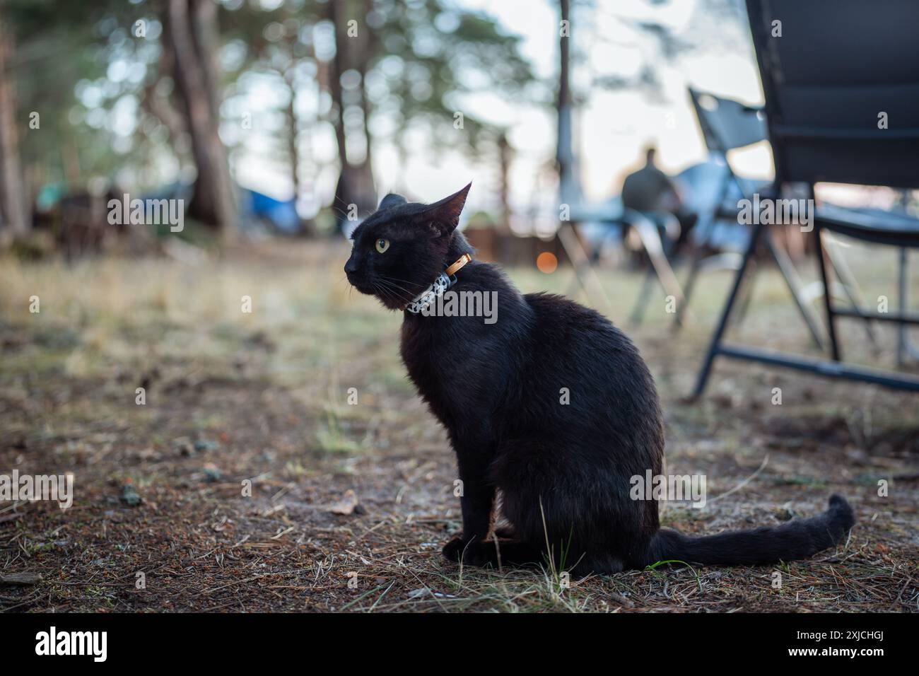 Black cat with gps tracker on collar while vacation with owners with camping tents in woods Stock Photo