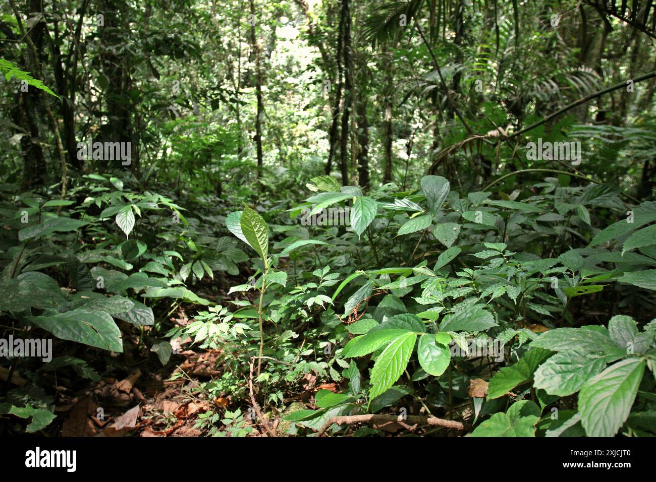 Vegetation on rainforest floor in Gunung Halimun National Park in ...