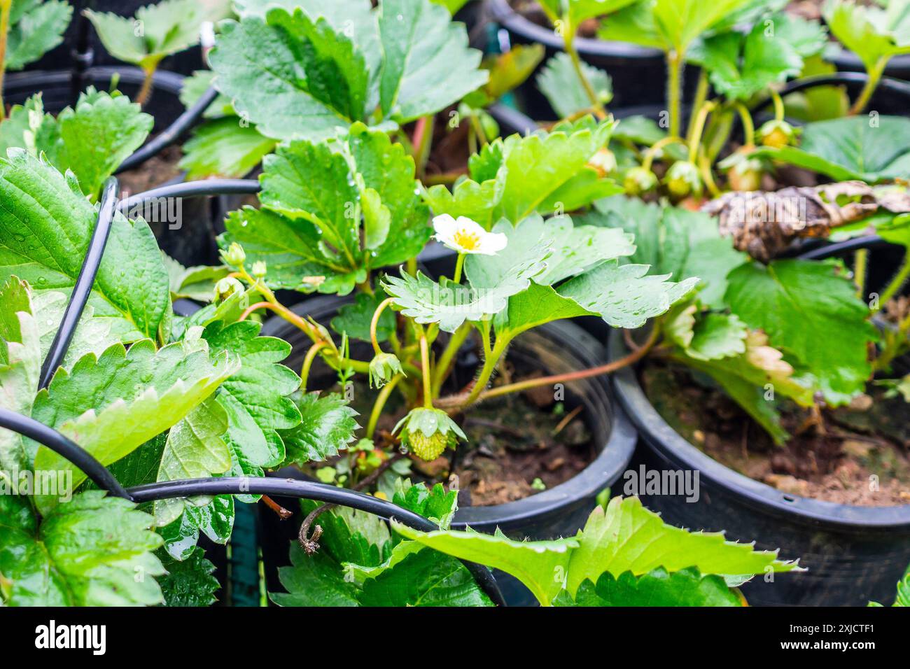 Fresh strawberry plant in organic greenhouse garden Stock Photo - Alamy