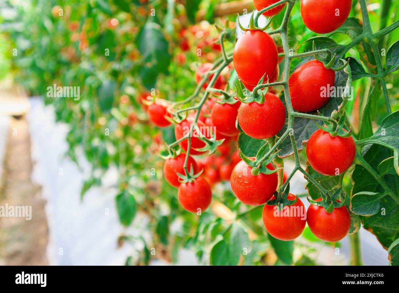 Fresh ripe red tomatoes plant growth in organic greenhouse garden ready ...