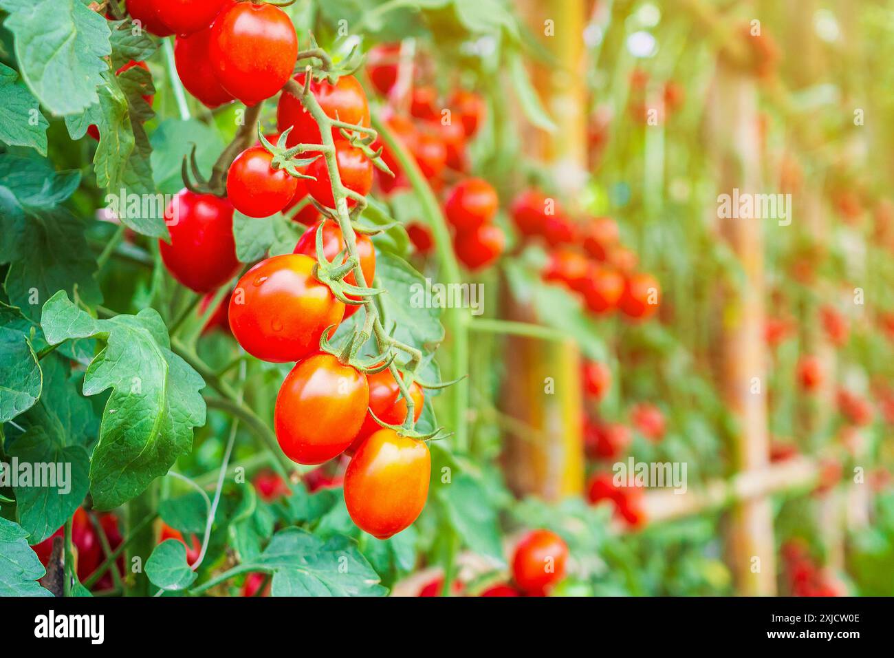 Fresh ripe red tomatoes plant growth in organic greenhouse garden ready ...