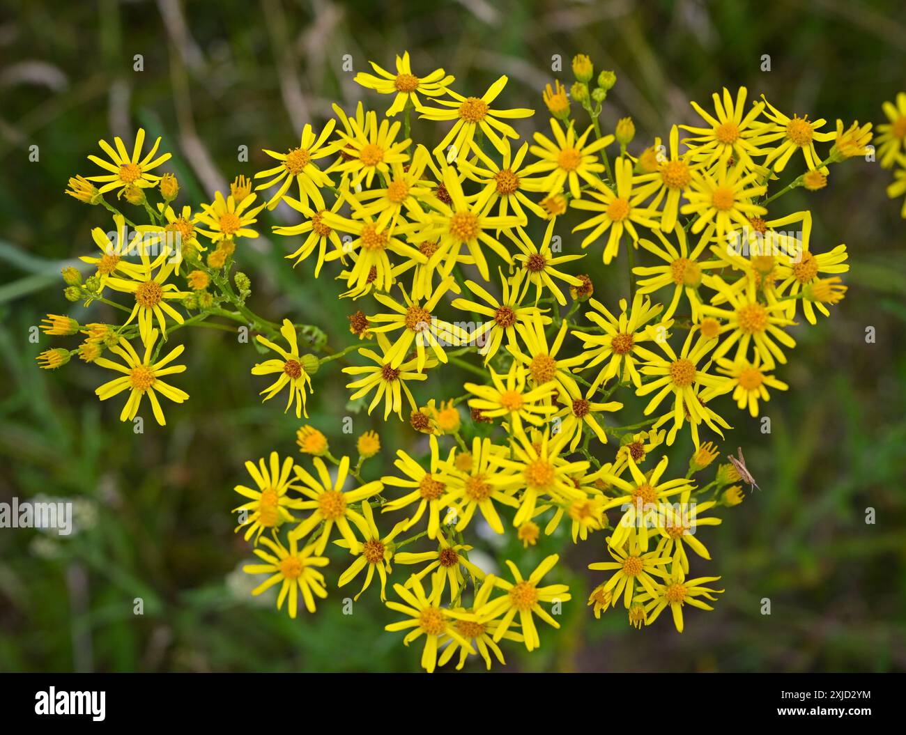 Mallnow, Germany. 13th July, 2024. The poisonous ragwort, also known as ...