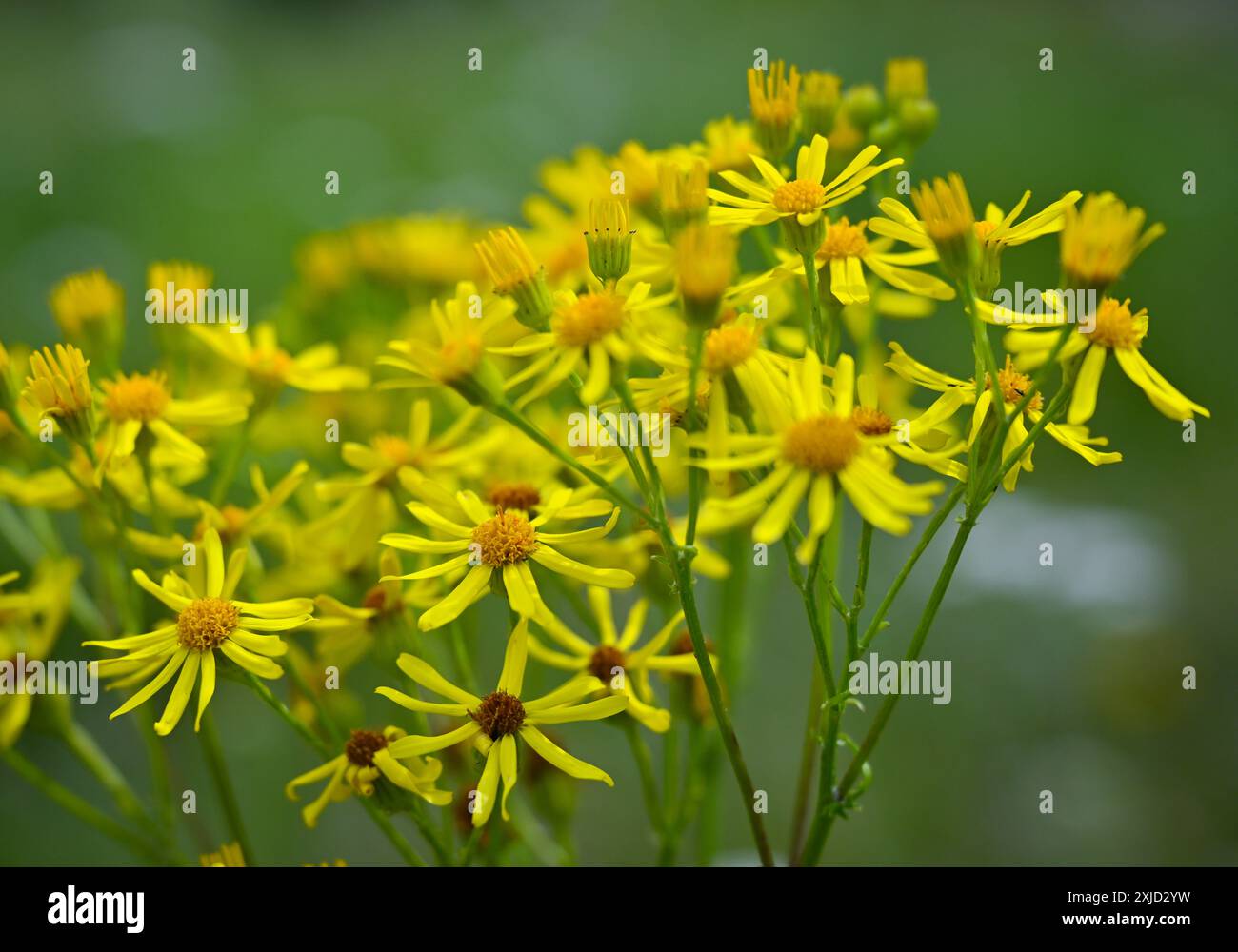 Fed to animals hi-res stock photography and images - Alamy