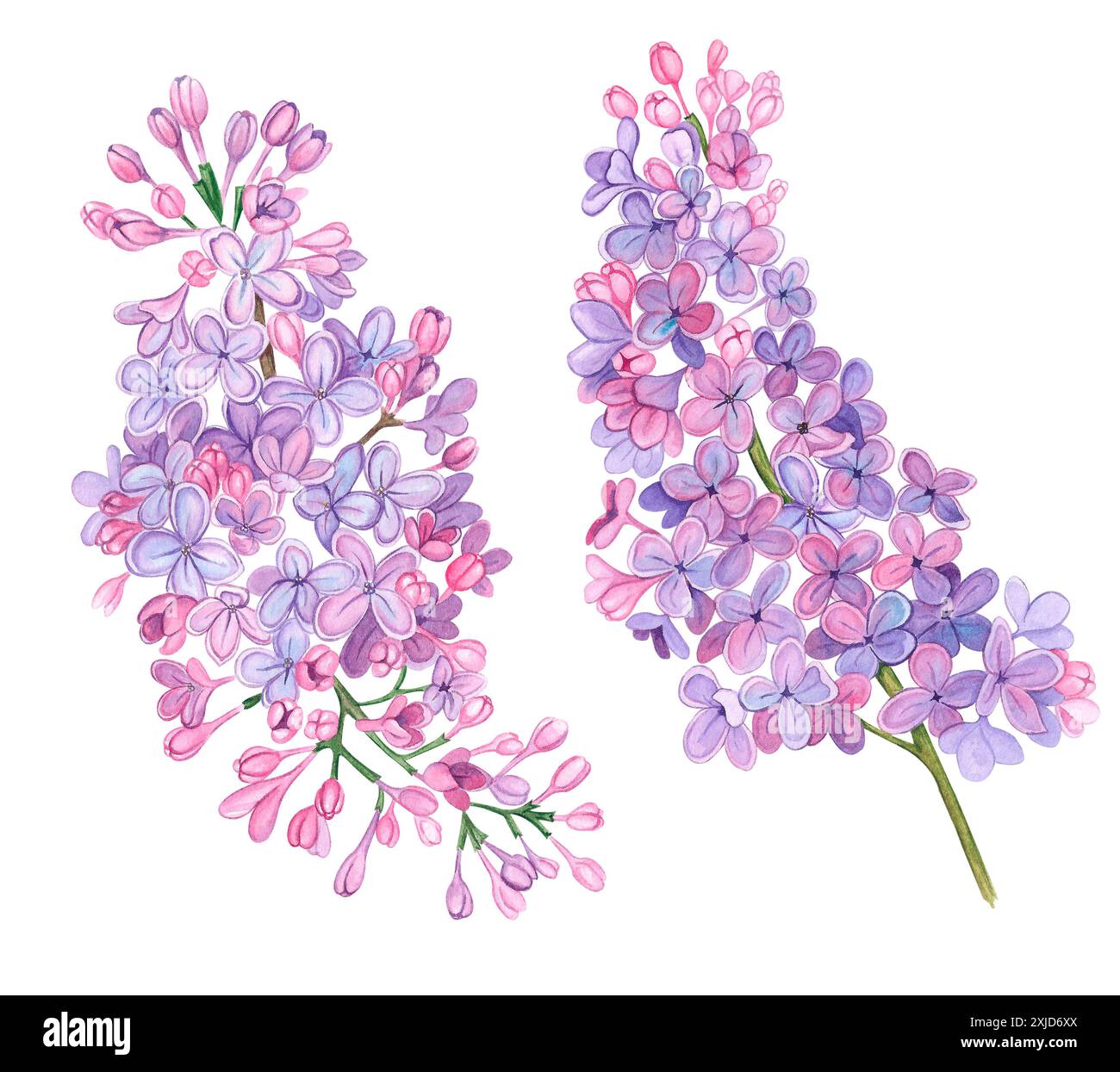 Flowers lilac botanical illustration on isolated background watercolor ...