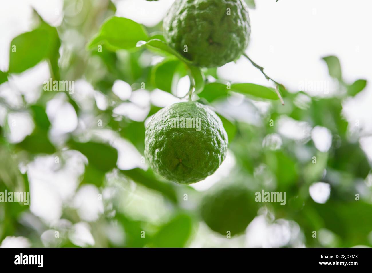Close up kaffir lime citrus hi-res stock photography and images - Alamy