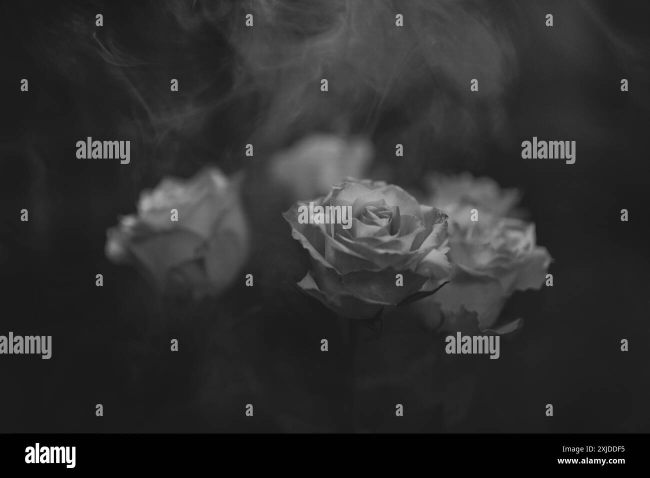 Day of the dead flowers art Black and White Stock Photos & Images Alamy