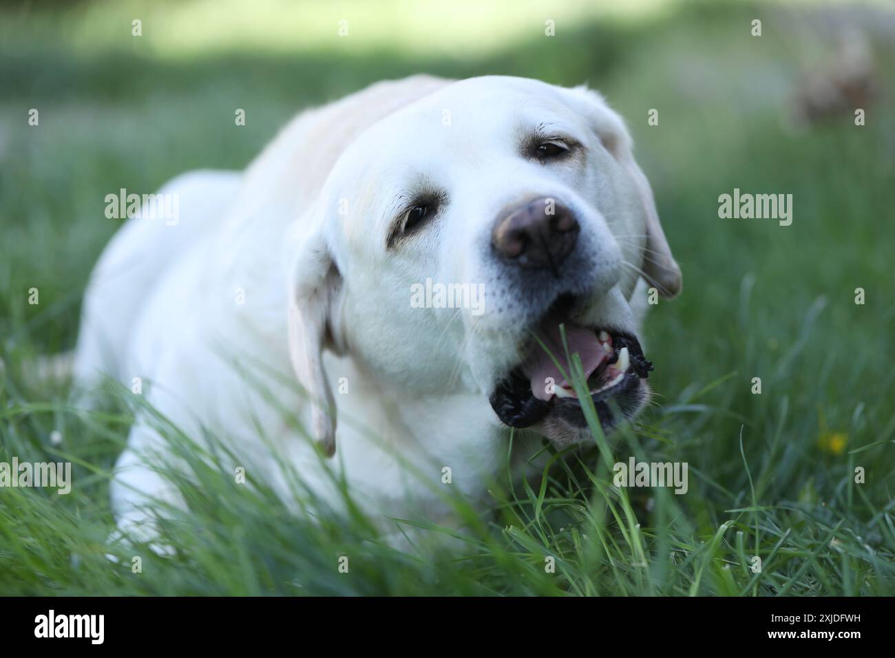 Picture of Labrador eating grass hi-res stock photography and images - Alamy