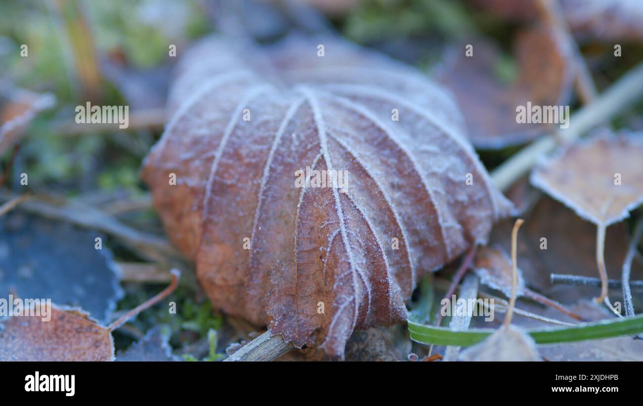 Rack focus. Fallen leaves covered with frost. Natural floral pattern ...