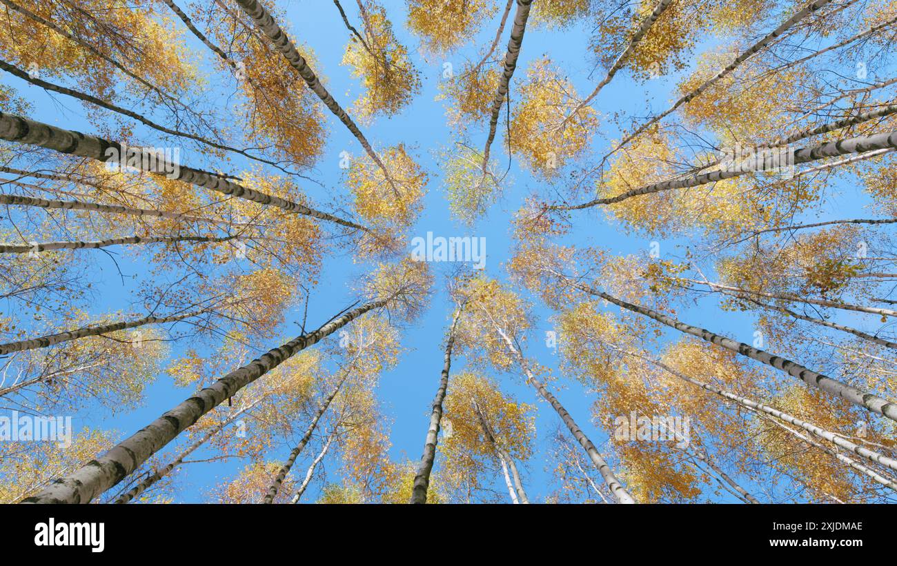 Wide shot park large hi-res stock photography and images - Alamy