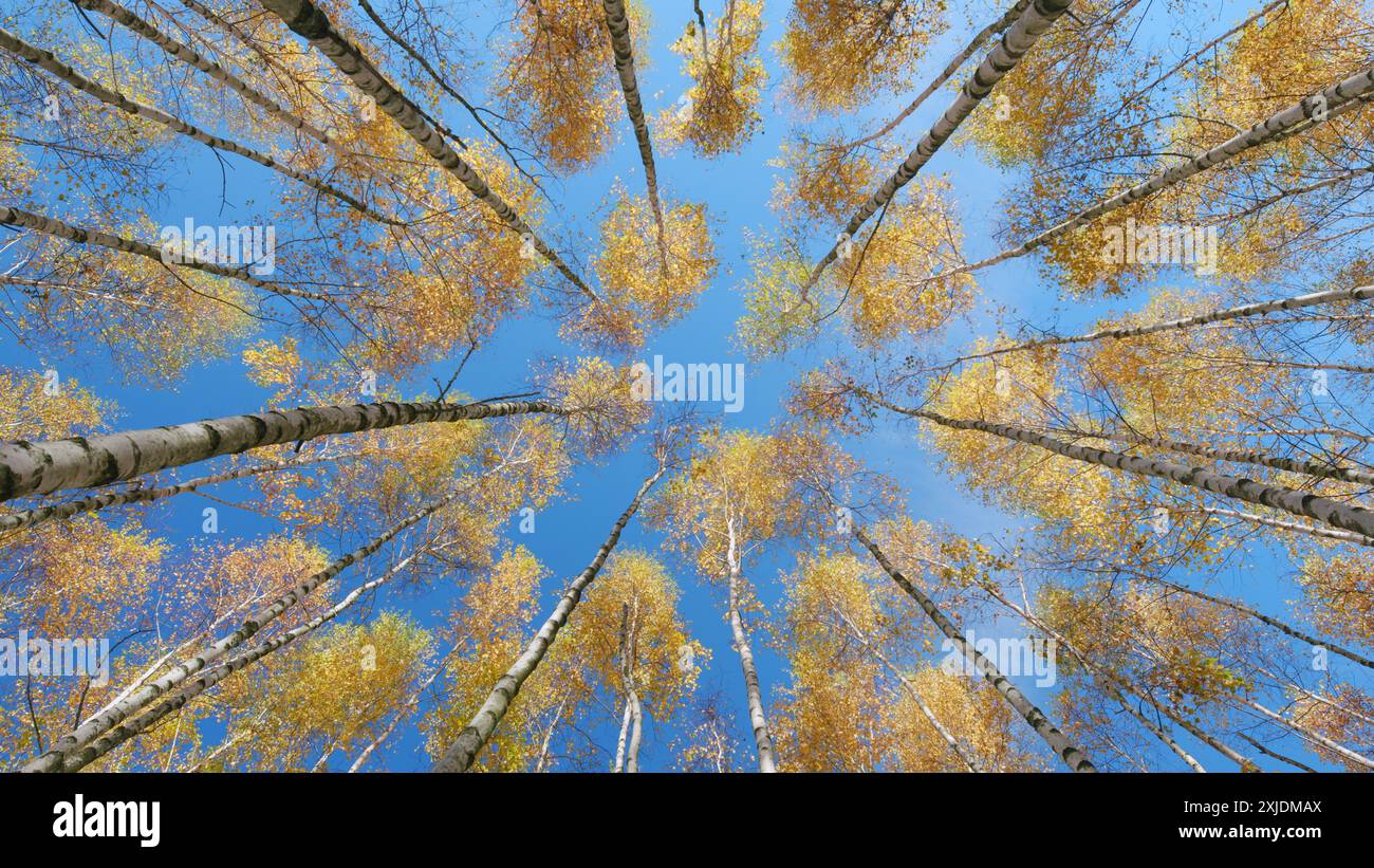 Colorful forest yellow canopies hi-res stock photography and images - Alamy