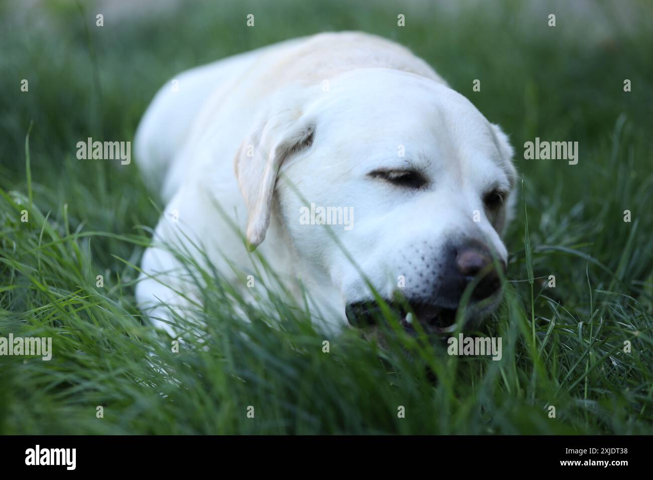 Image showcasing Cute white labrador eating grass in summer garden Stock Photo - Alamy