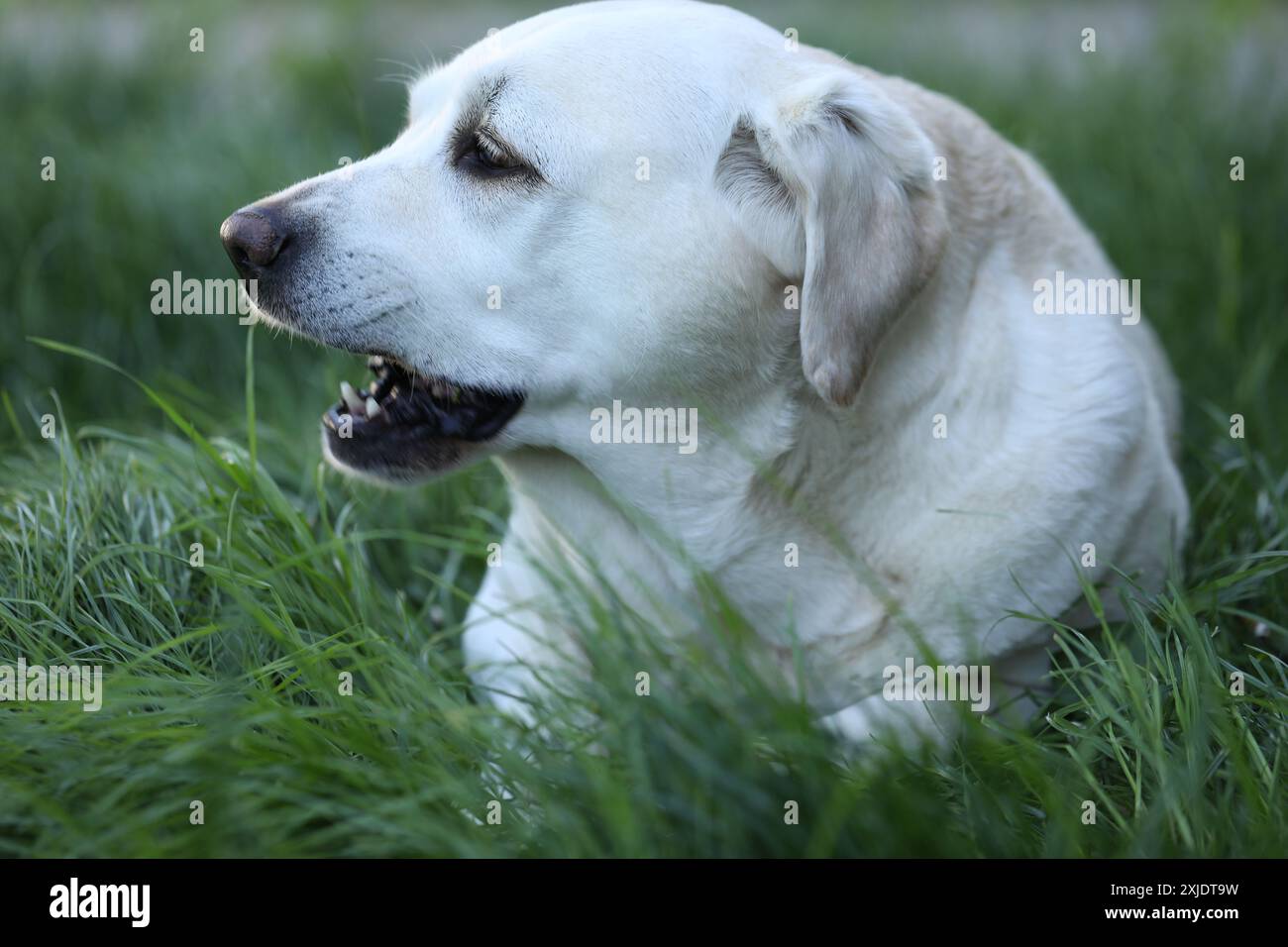 Labrador eating hi-res stock photography and images - Alamy