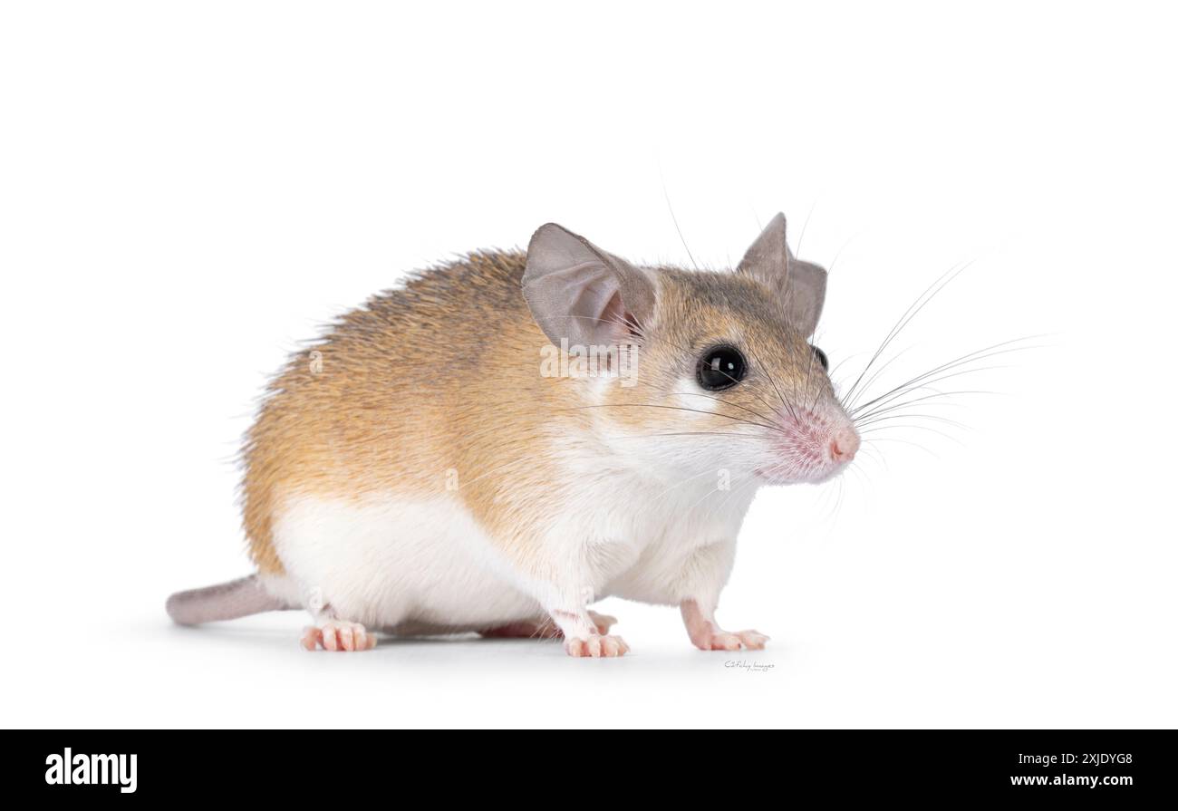 Cute light brown Cairo spiny mouse aka acomys cahirinus, standing ...