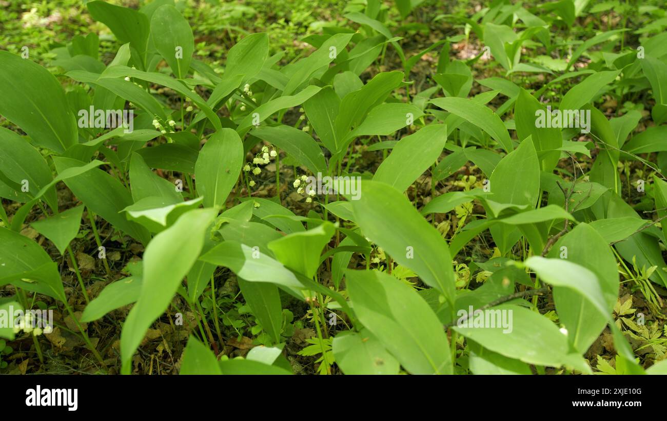 Slow motion. Blooming lily of the valley in spring forest. Flowers ...
