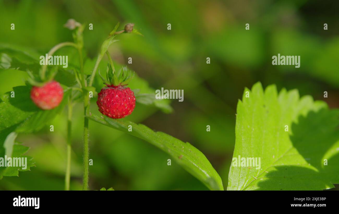 The shrub grows strawberries hi-res stock photography and images - Alamy