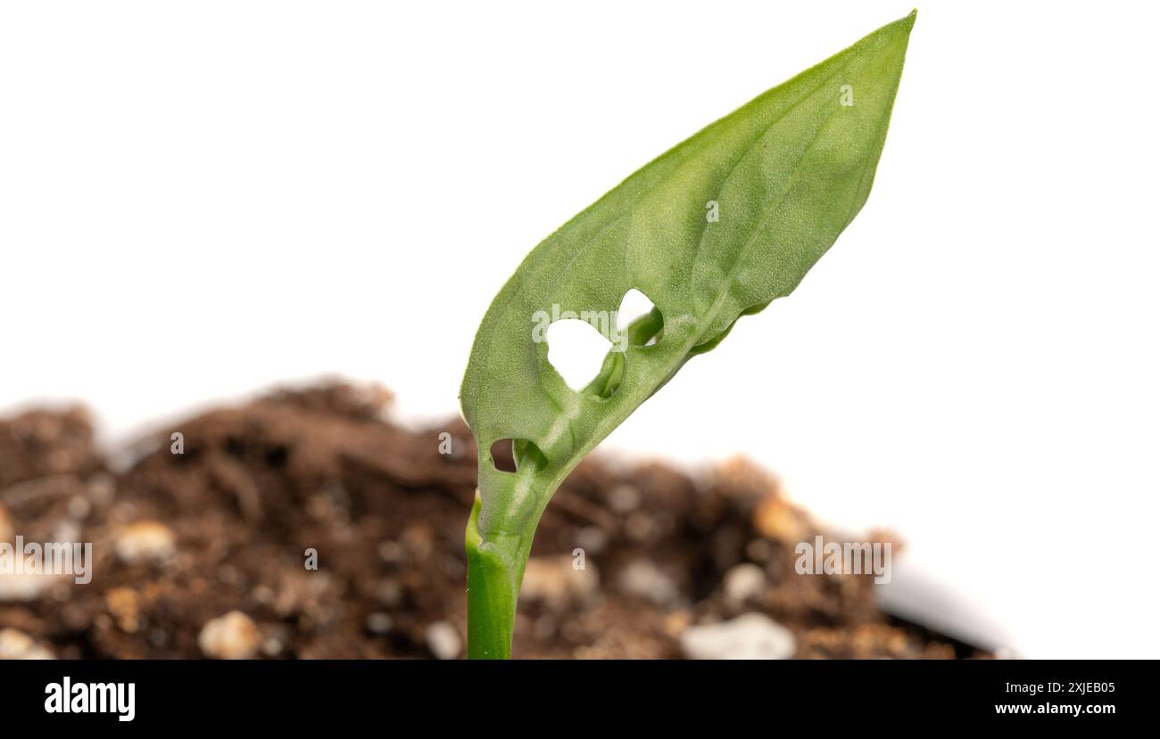 Monstera deliciosa potted hi-res stock photography and images - Alamy