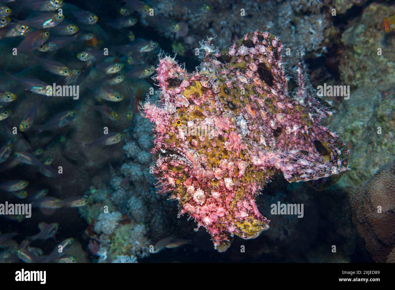 Frogfish antennarius sp hi-res stock photography and images - Alamy