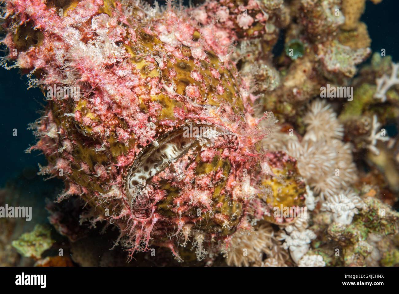 Egypt, Taba, Scarlet Frogfish (Abantennarius coccineus), Freckled ...