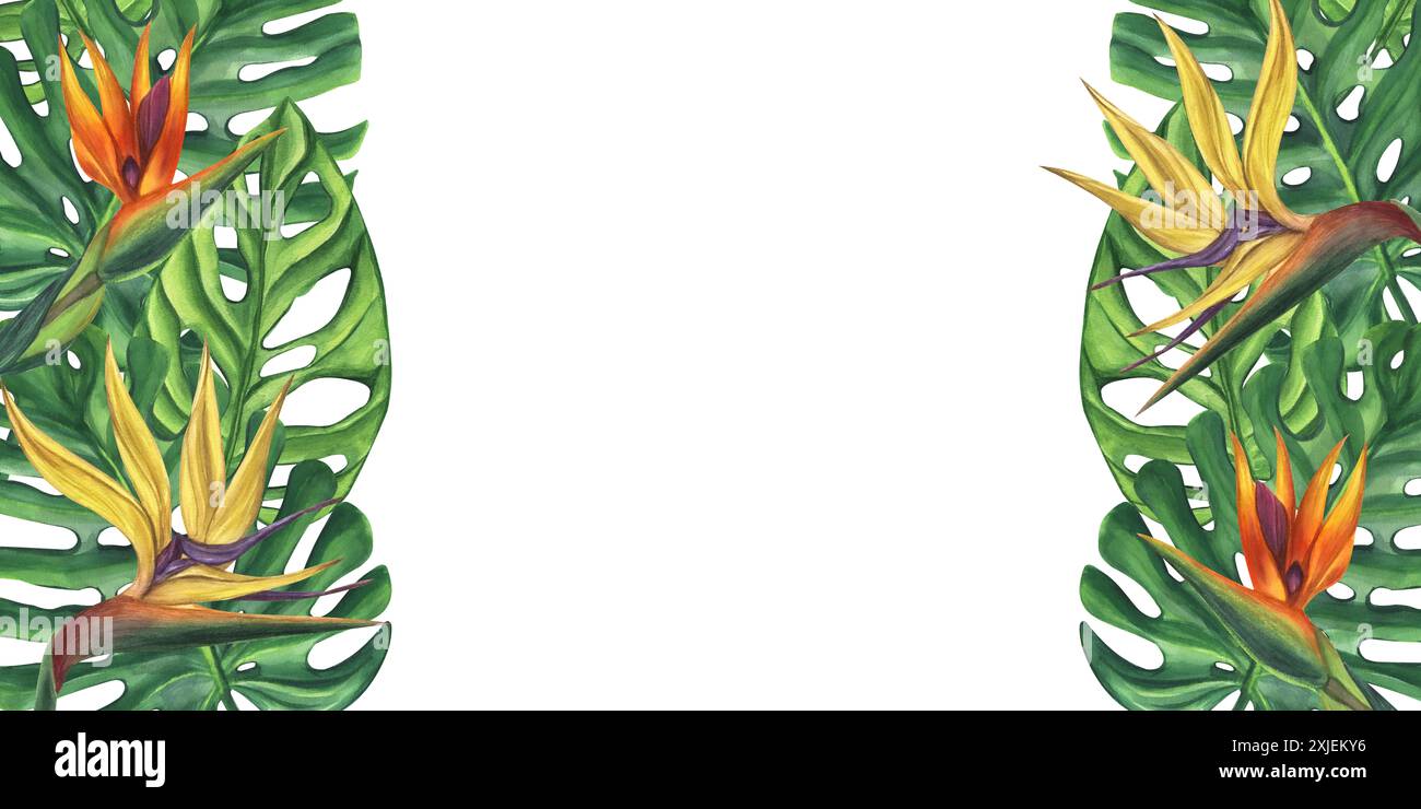 Green palm leaves Monstera, yellow orange strelitzia flower banner frame.  Tropical exotic foliage. Botanical clipart. Vegan dietary food painting  Stock Photo - Alamy