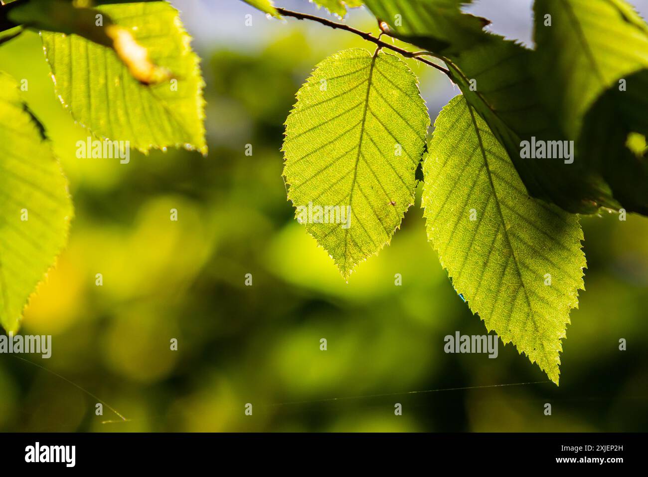 Harmonious natural pattern hi-res stock photography and images - Alamy